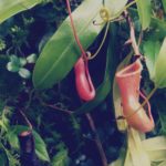 Free photo: Carnivorous Plant