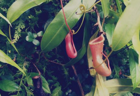 Carnivorous Plant Carnivorous Plant