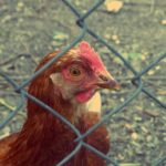 Free photo: Hen in a Cage