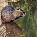 Free photo: Coypu