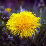 Dandelion Blossom Dandelion Blossom