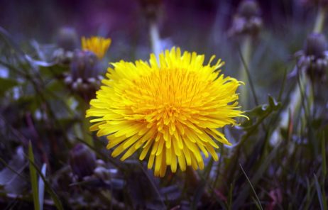 Dandelion Blossom Dandelion Blossom
