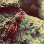 Firebugs Free photo: Firebug