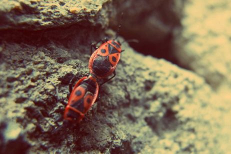 Firebugs Firebugs