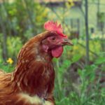 Free photo: Free Range Chicken