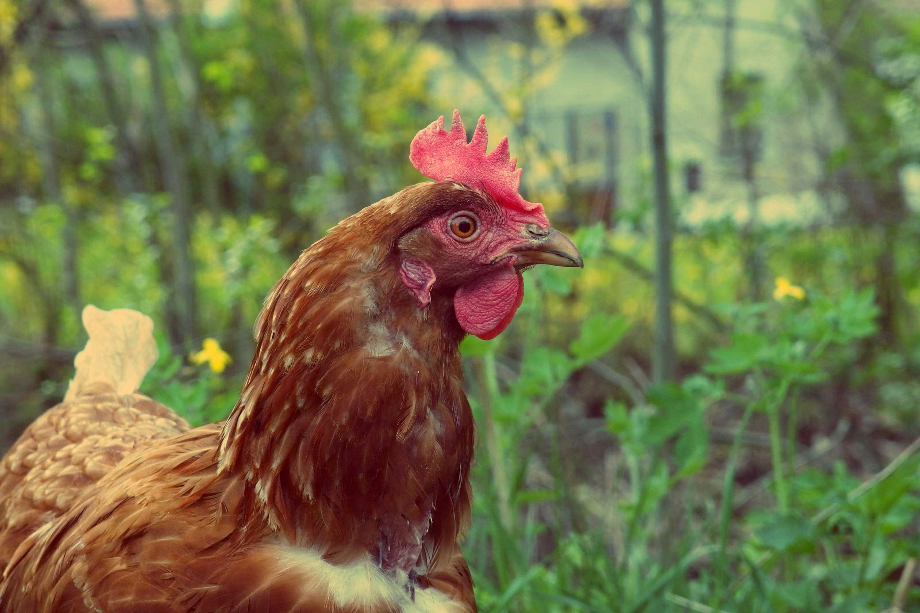 FREE IMAGE: Free Range Chicken | Libreshot Public Domain Photos