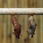 Free photo: Butterfly Pupas
