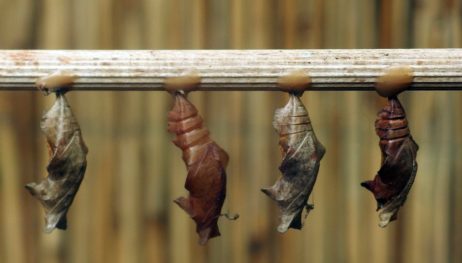 Butterfly Pupas Butterfly Pupas