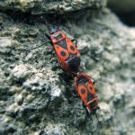 Free Image A Group Of Firebugs Libreshot Public Domain Photos free-image-a-group-of-firebugs-libreshot-public-domain-photos