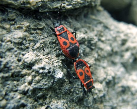 Pyrrhocoris Apterus Pyrrhocoris Apterus