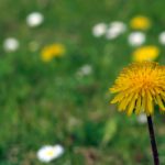 Spring Meadow Free photo: Spring Meadow