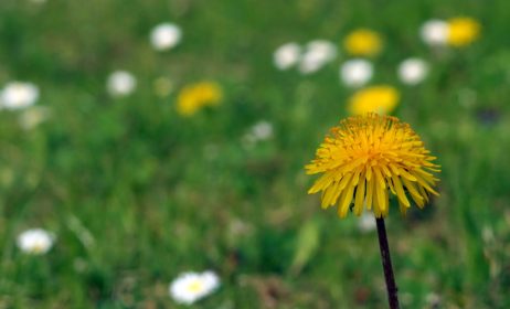 Spring Meadow Spring Meadow