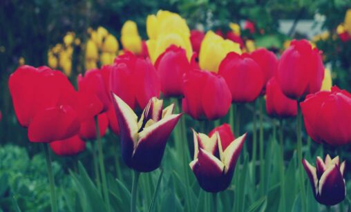 Tulipanes