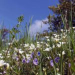 Blossoming Meadow Free photo: Blossoming Meadow
