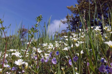 Blossoming Meadow Blossoming Meadow