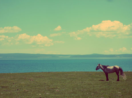 Horse At The Lake Horse At The Lake