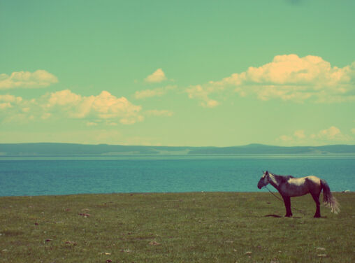 Horse At The Lake