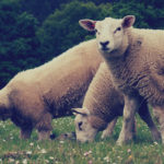 Free photo: Sheeps
