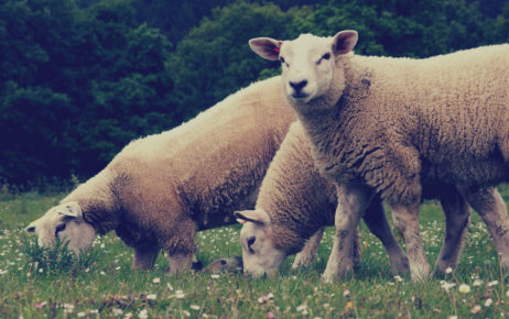 Sheeps Sheeps