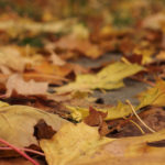 Free photo: Autumn Foliage