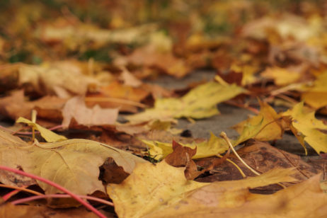 Autumn Foliage Autumn Foliage
