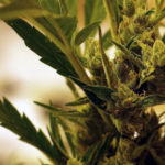 Free photo: Ganja