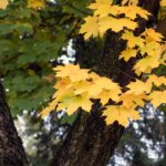 Free photo: Autumn Leaves