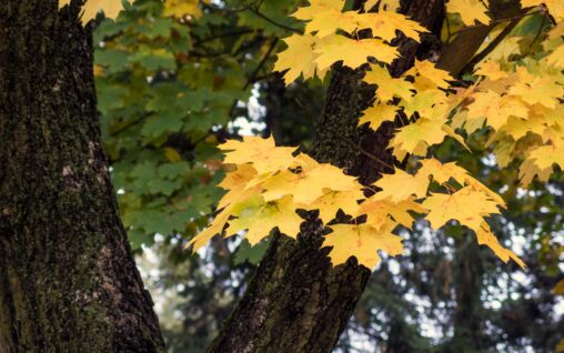 Hojas de otoño
