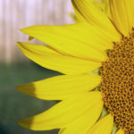 Free photo: Sunflower