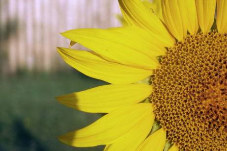 Sunflower Sunflower