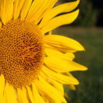 Free photo: Sunflower Blossom