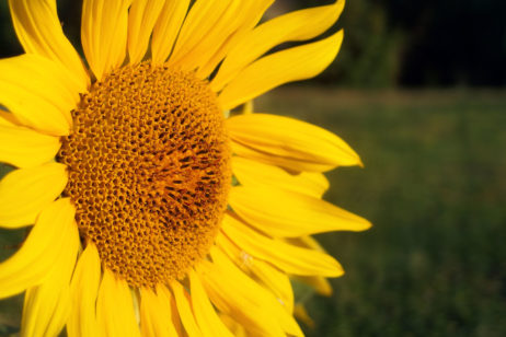 Sunflower Blossom Sunflower Blossom