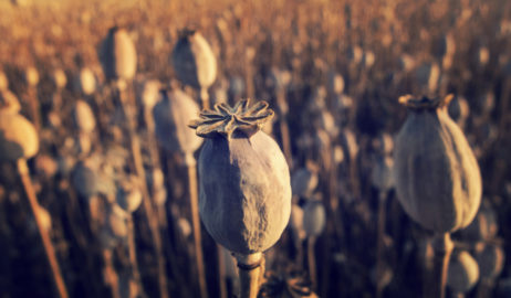 Dry Poppy Field Dry Poppy Field