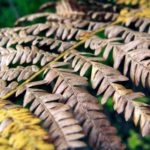 Free photo: Dead Fern Leaf
