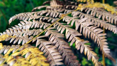 Dead Fern Leaf Dead Fern Leaf