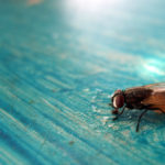 Beautiful fly on the blue table Free photo: Fly on the blue table