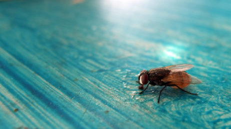 Beautiful fly on the blue table Beautiful fly on the blue table