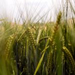 Green Barley On The Field Free photo: Barley