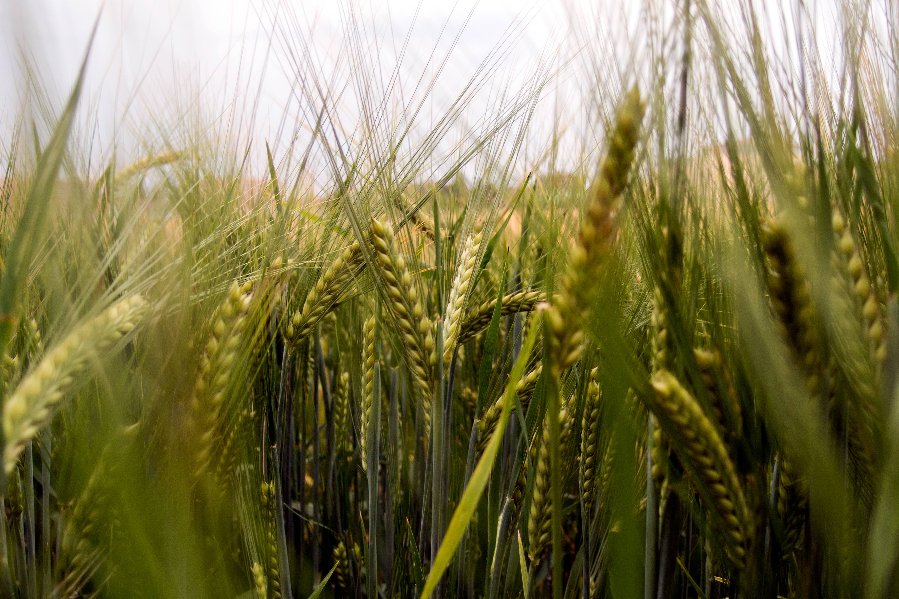 Green Barley On The Field | Free Stock Photo | LibreShot