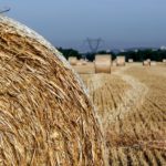 Free photo: Straw On The Field