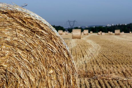 Straw On The Field Straw On The Field
