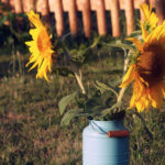 Sunflowers Free photo: Sunflowers