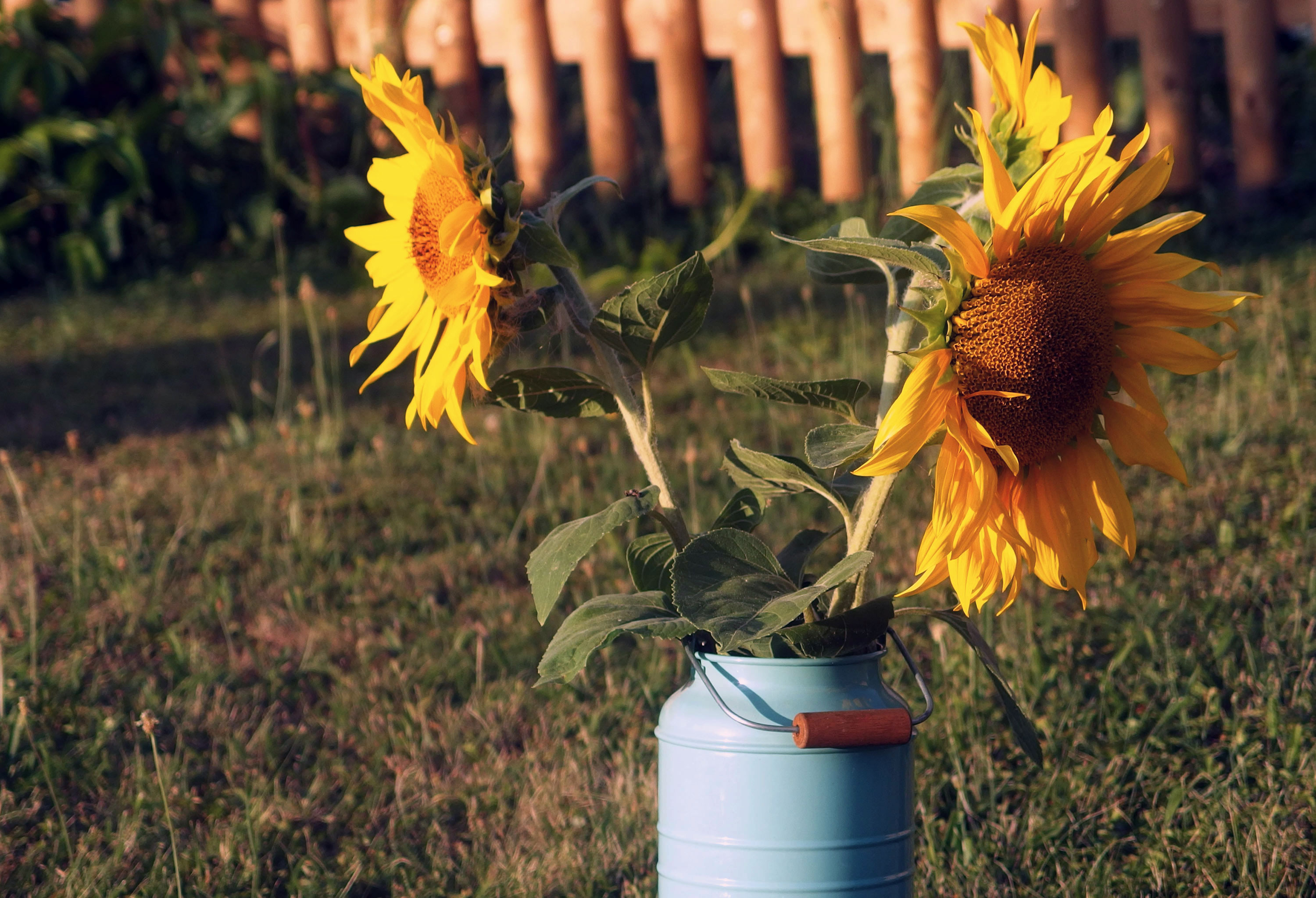 Sunflowers | Free Stock Photo | LibreShot