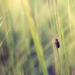 Beetle In Grass Free photo: Beetle In Grass