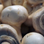 Free photo: Champignons