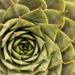 Flower Detail Free photo: Flower Detail