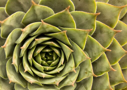 Detalle de flores
