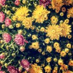 Free photo: Yellow Flowers