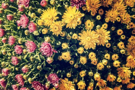 Yellow Flowers Yellow Flowers