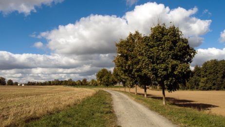 Village path through the fields Village path through the fields